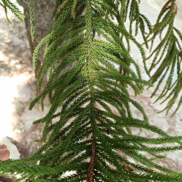 Araucaria heterophylla Leaf