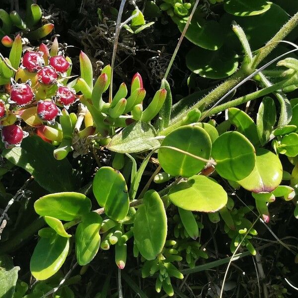 Disphyma crassifolium Frunză