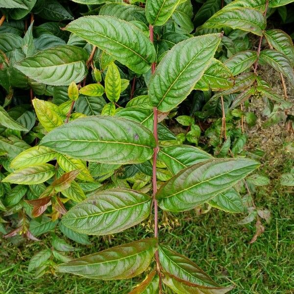 Diervilla lonicera Blad