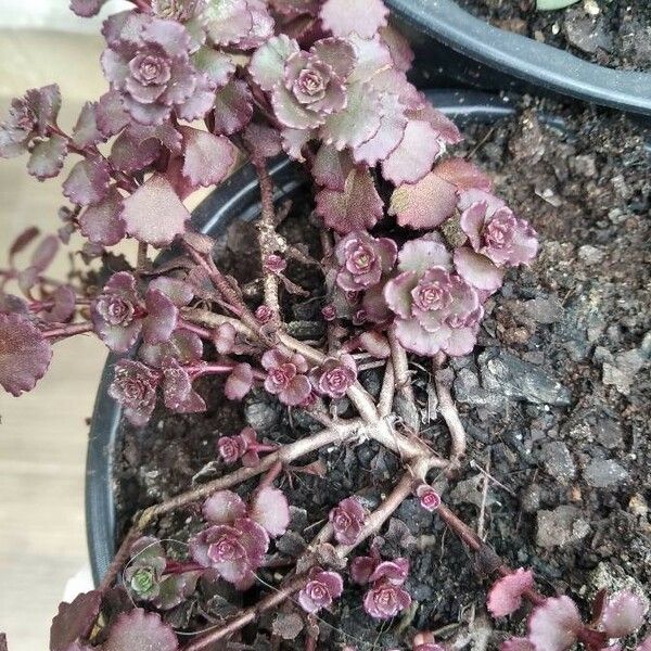 Sedum spurium Blomst