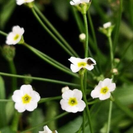 Androsace septentrionalis Flower