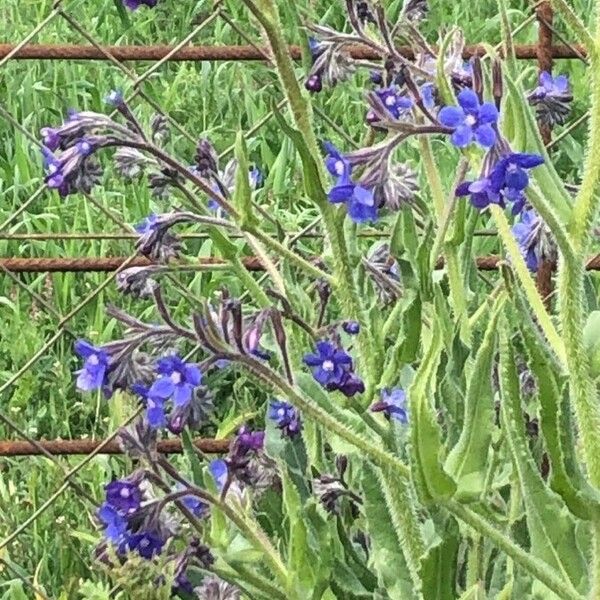 Anchusa azurea Blomma