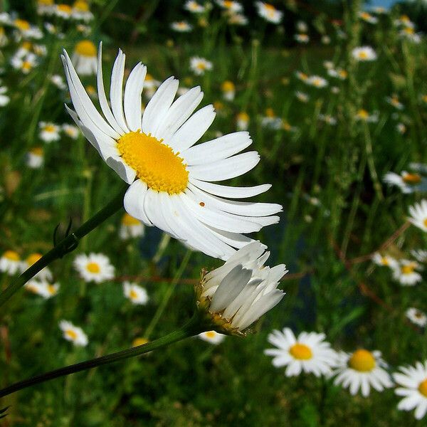 Tripleurospermum inodorum പുഷ്പം