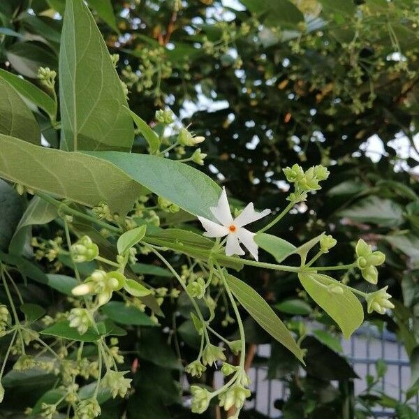 Nyctanthes arbor-tristis Flor