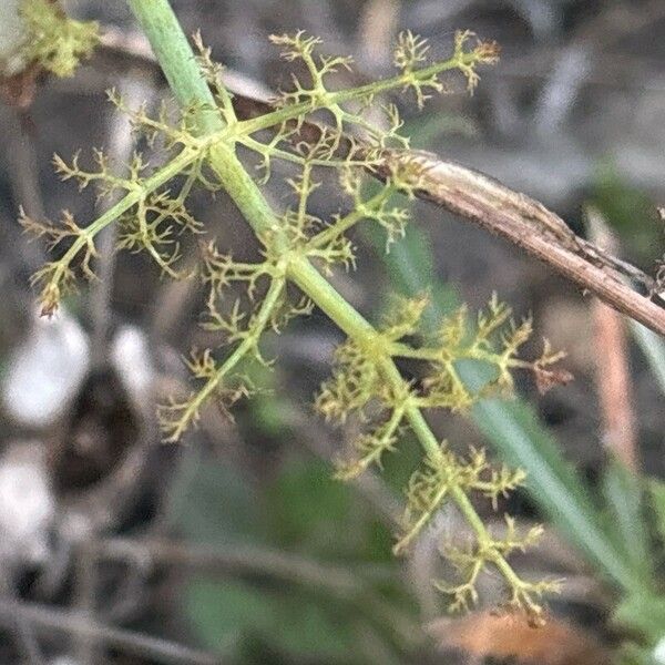 Foeniculum vulgare Blatt