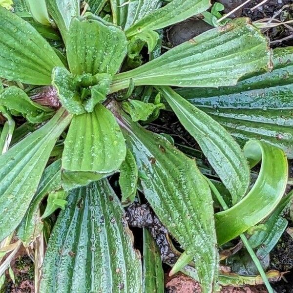 Plantago lanceolata Blad