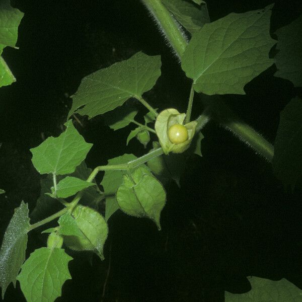 Physalis pubescens Plod