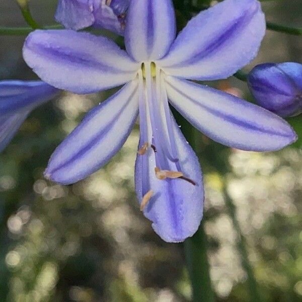 Agapanthus praecox Flower