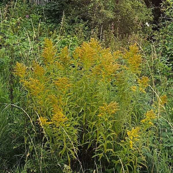 Solidago canadensis অভ্যাস