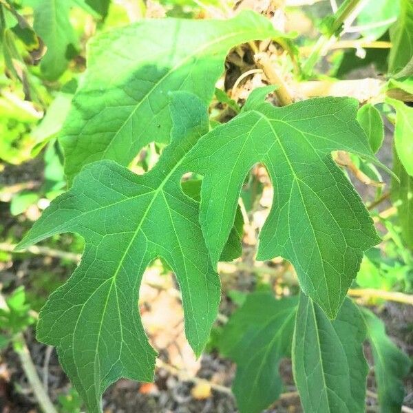 Montanoa hibiscifolia Hostoa