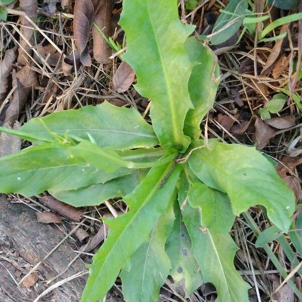 Crepis pulchra Leaf