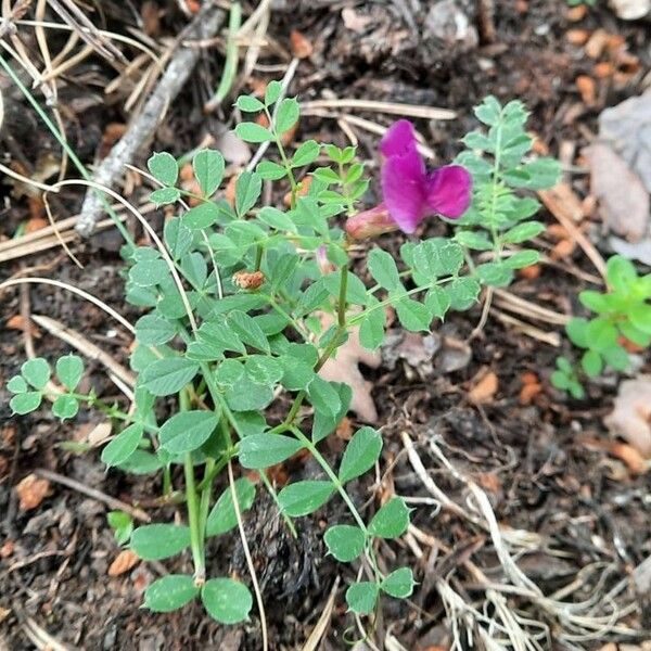 Vicia pyrenaica 整株植物