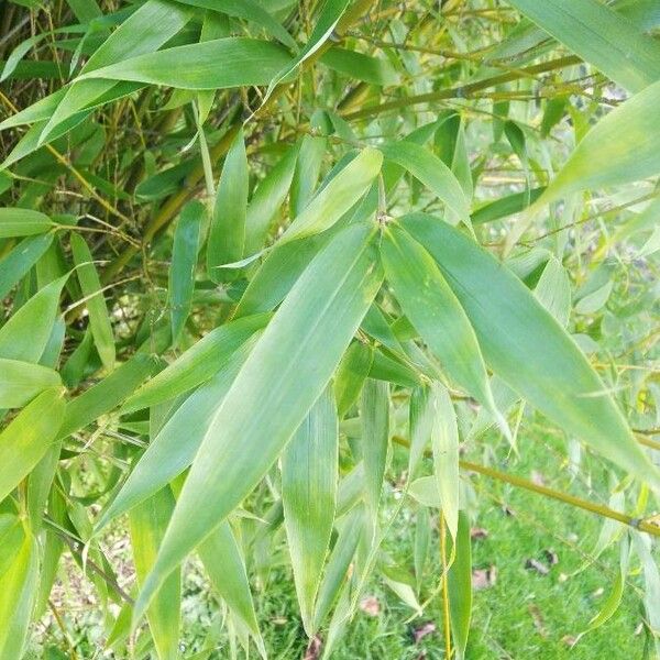 Pseudosasa japonica Folla