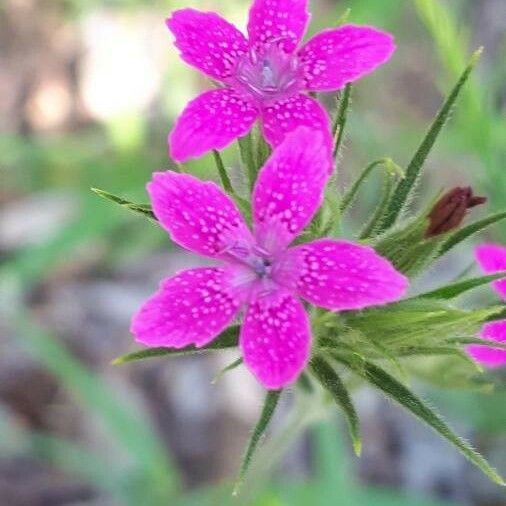 Dianthus armeria Çiçek