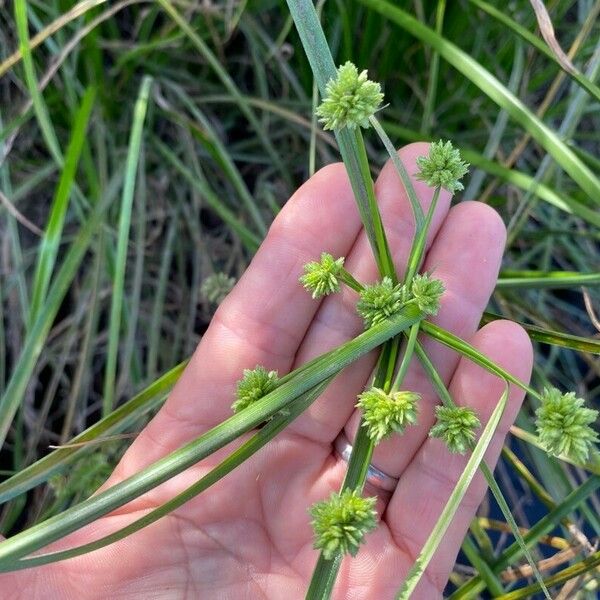 Cyperus eragrostis ফল