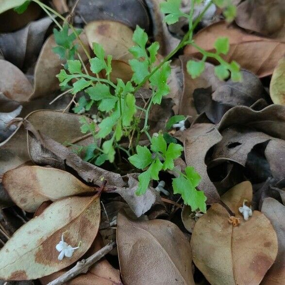 Lygodium japonicum Φύλλο