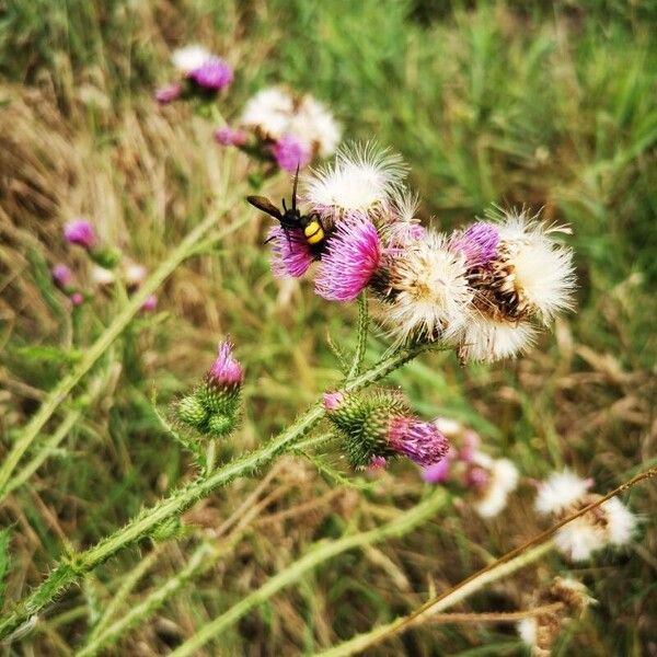 Carduus crispus Blomst