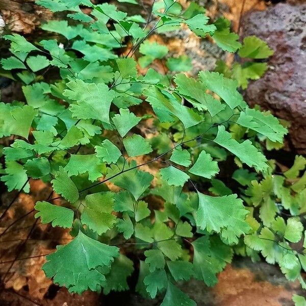 Adiantum raddianum Fuelha