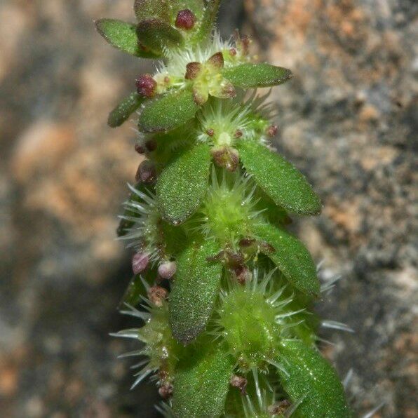 Valantia hispida Flor