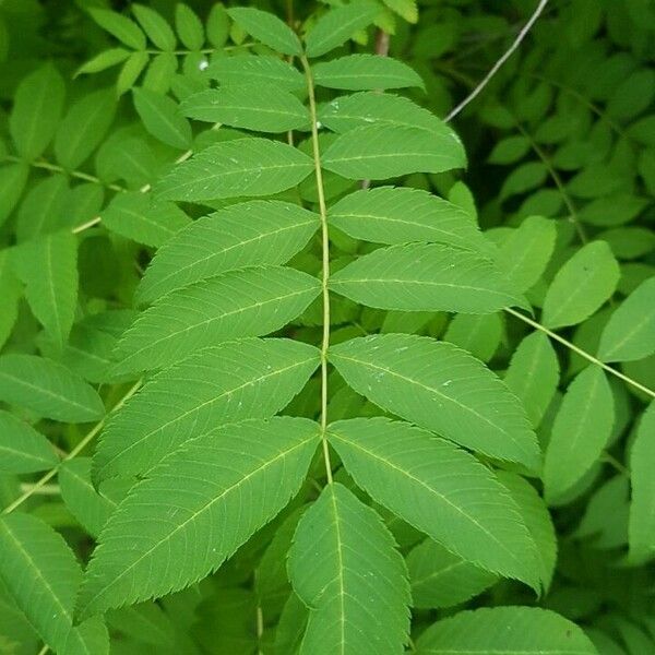 Sorbaria kirilowii Leaf