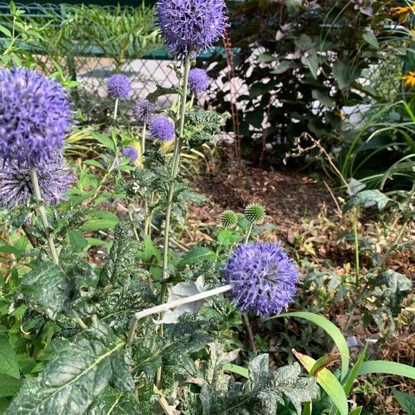 Echinops bannaticus Λουλούδι