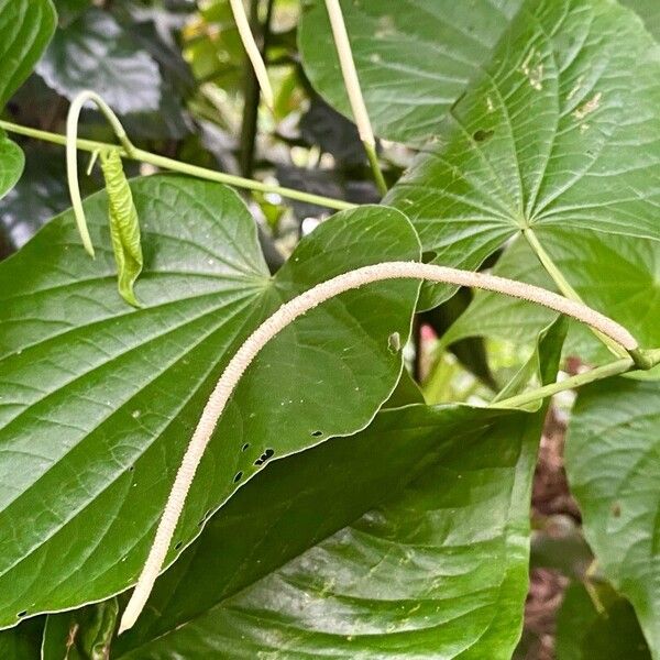 Piper marginatum Bloem