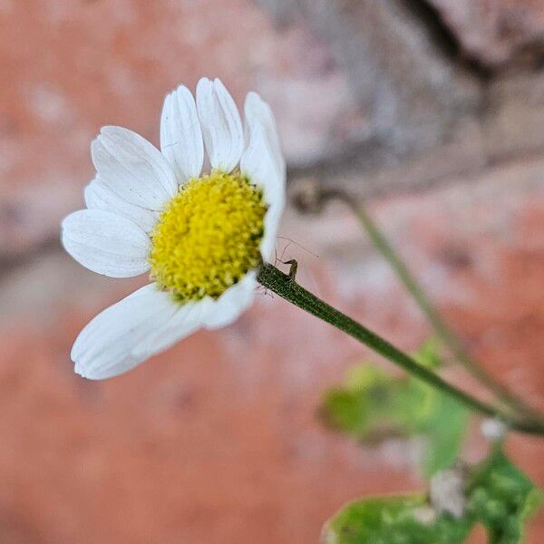 Tanacetum parthenium Flor