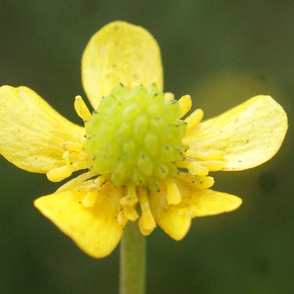 Ranunculus ophioglossifolius Fleur