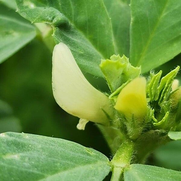 Trigonella foenum-graecum Květ