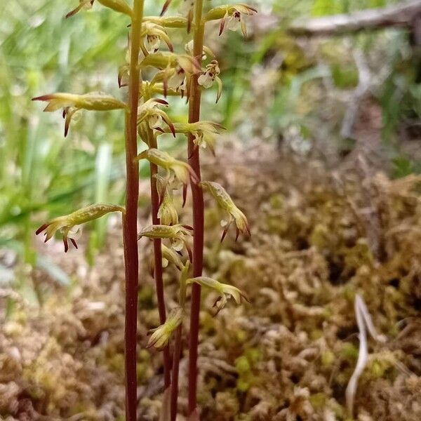 Corallorhiza trifida Çiçek