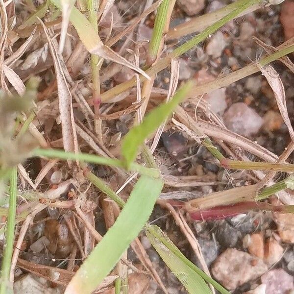 Eragrostis minor Fuelha