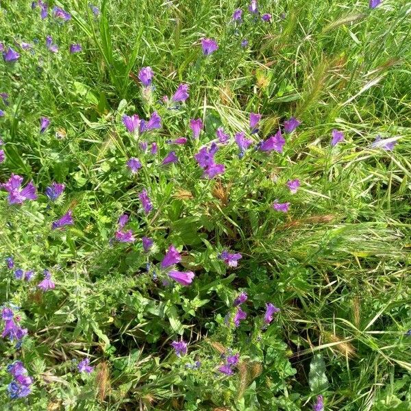 Echium creticum Flower