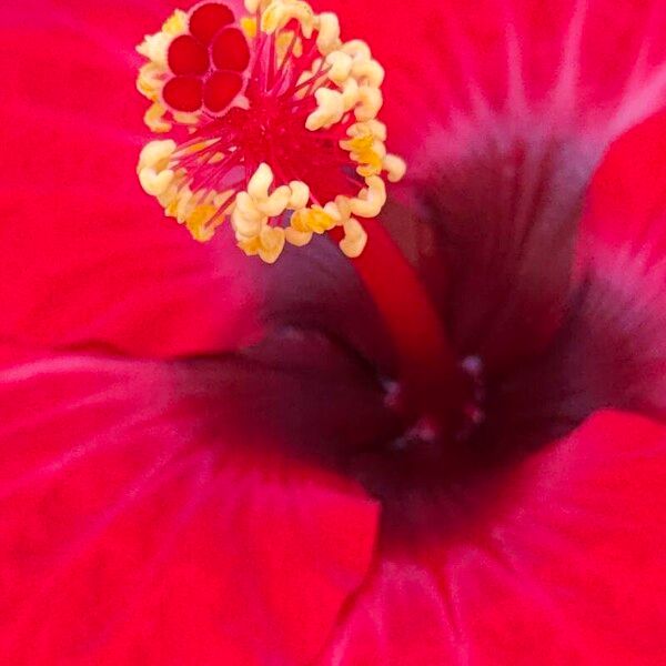 Hibiscus fragilis 花