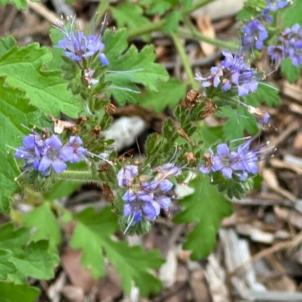 Phacelia congesta Blüte