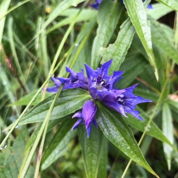 Gentiana asclepiadea Flower