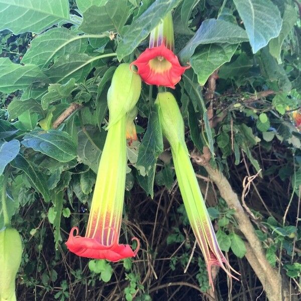 Brugmansia sanguinea 花