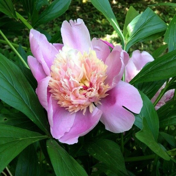 Paeonia officinalis Blomst