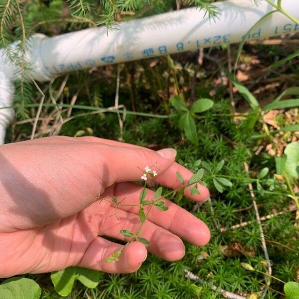 Galium uliginosum Flower