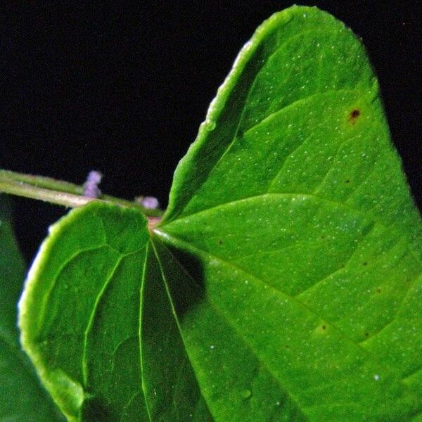 Dioscorea pilosiuscula Leaf