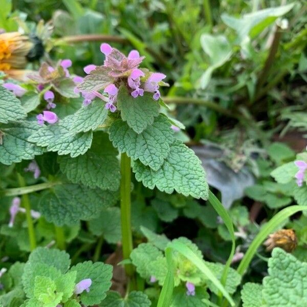 Lamium purpureum Õis