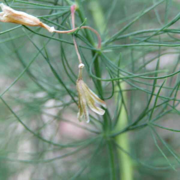 Asparagus tenuifolius Flor