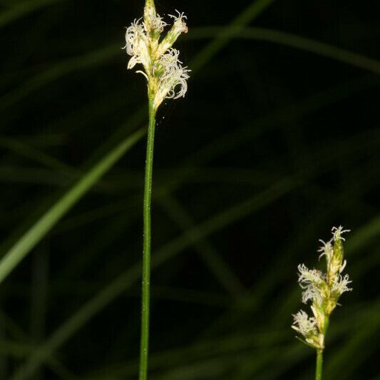 Carex brizoides Flower