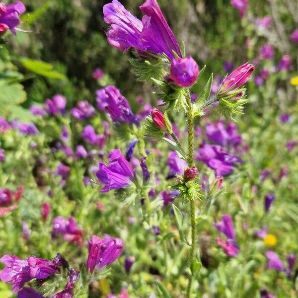 Echium plantagineum Žiedas