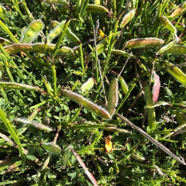 Cytisus decumbens Φρούτο