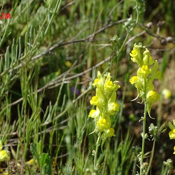 Linaria simplex Цвят