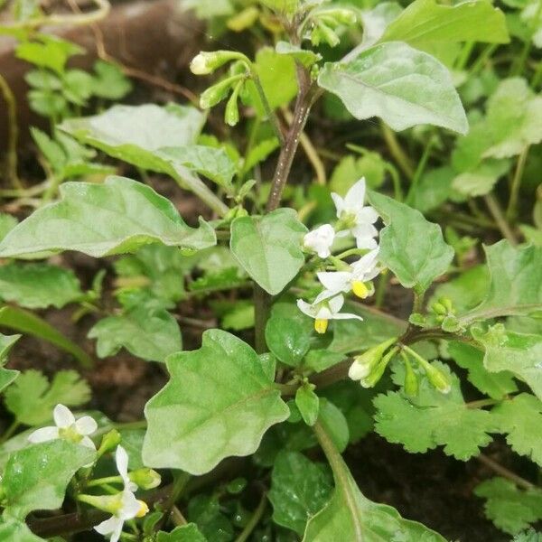 Solanum americanum 葉