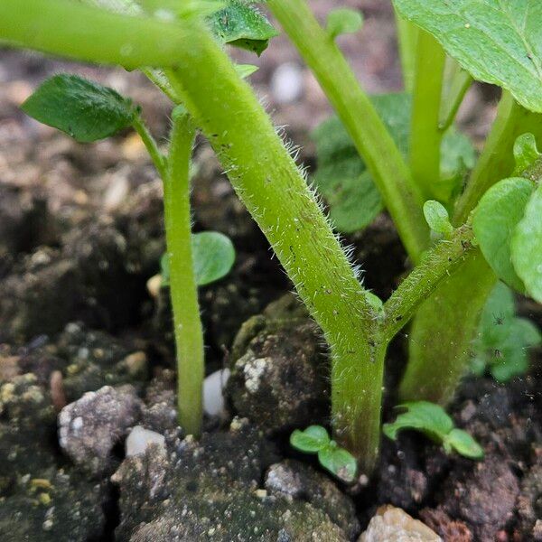 Solanum tuberosum बार्क (छाल)