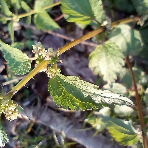 Urtica chamaedryoides Žiedas