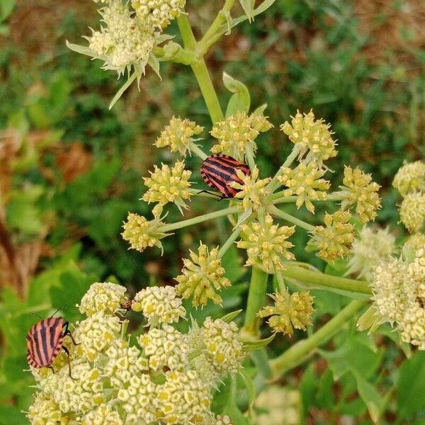 Levisticum officinale Kwiat