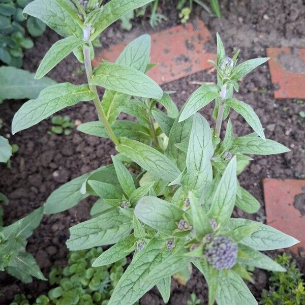 Cynoglossum amabile Лист